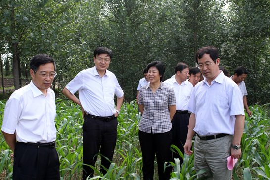 山東省農(nóng)業(yè)廳副廳長(zhǎng)王登啟一行來汶上縣考察玉米生產(chǎn)情況