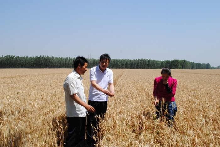縣總工會到南站鎮(zhèn)鵝河村助農(nóng)收割